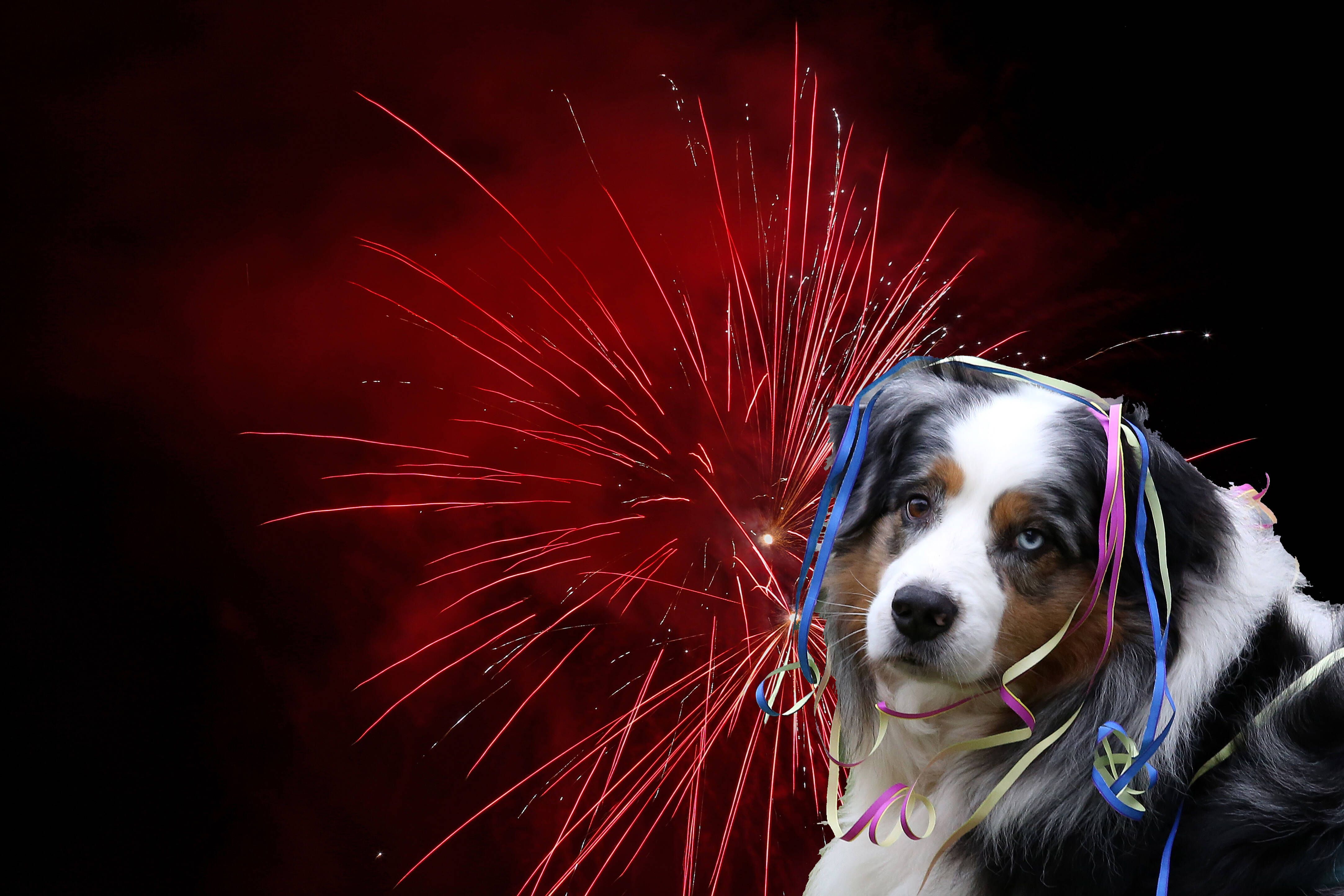 Image - Kein Herz für Tiere: Senat lässt am Tierheim die Böller krachen