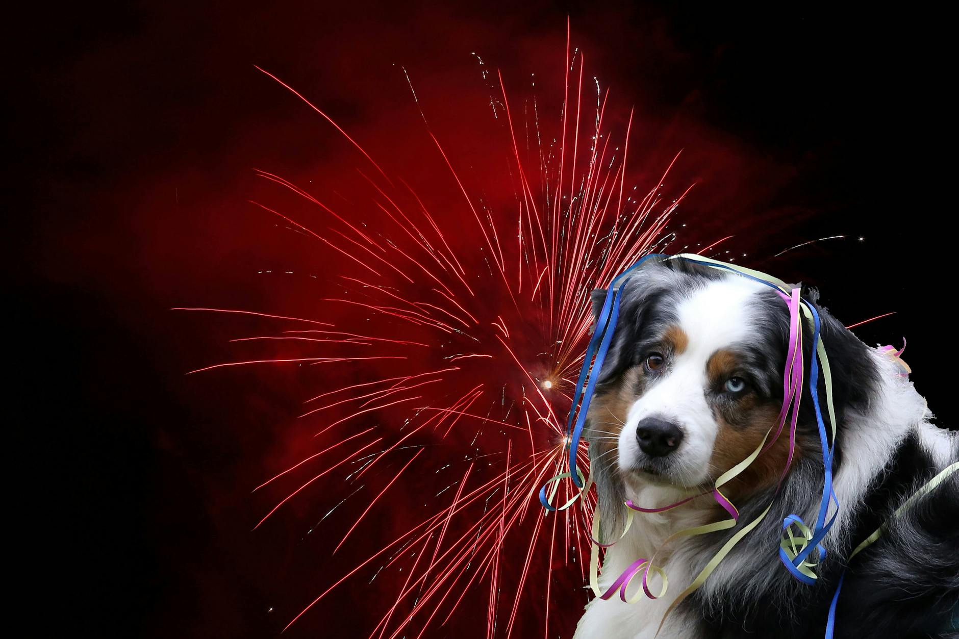 Wenn es zu Silvester draußen knallt, ist das nicht immer ein tierisches Vergnügen für Hunde, Katzen und Co.