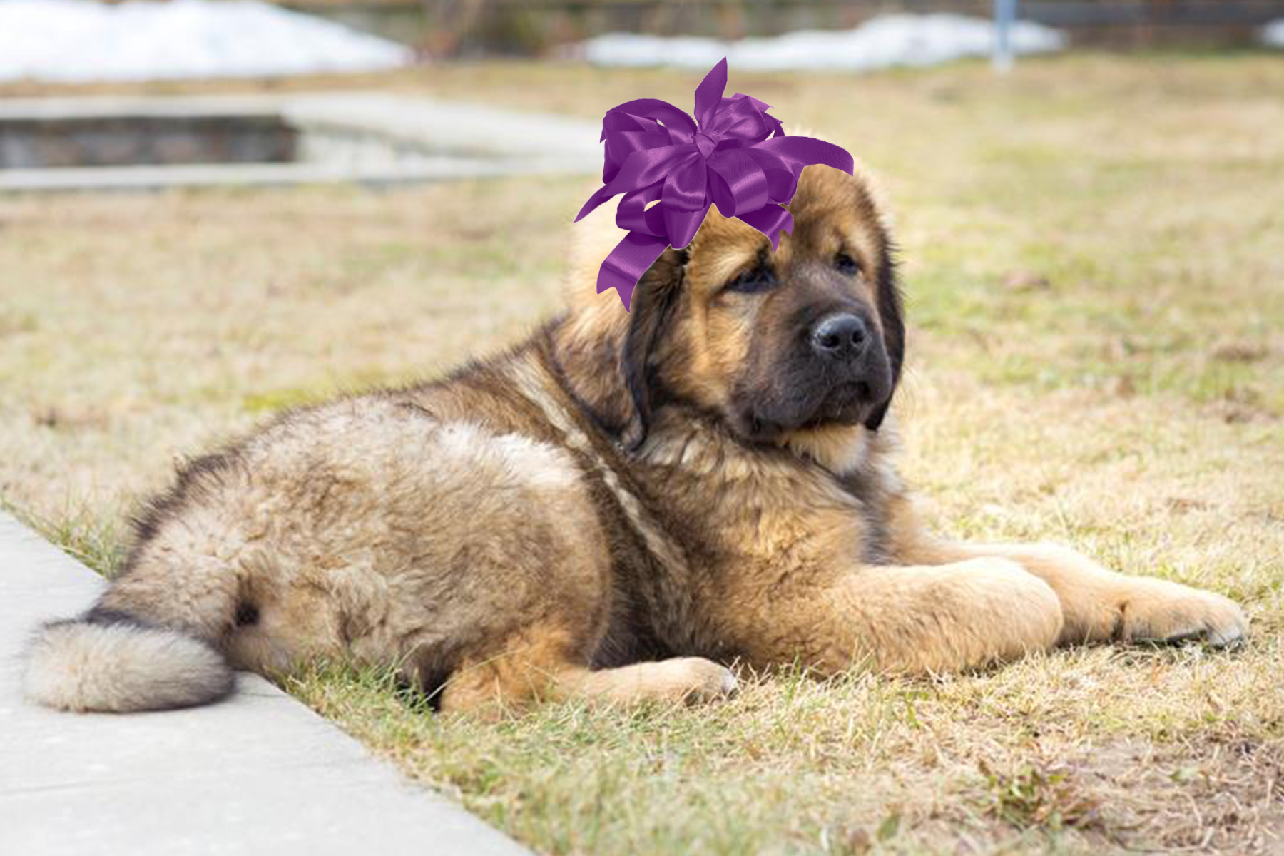 Image - Die teuersten Weihnachtsgeschenke aller Zeiten: Ein Hund für 1,5 Millionen Dollar