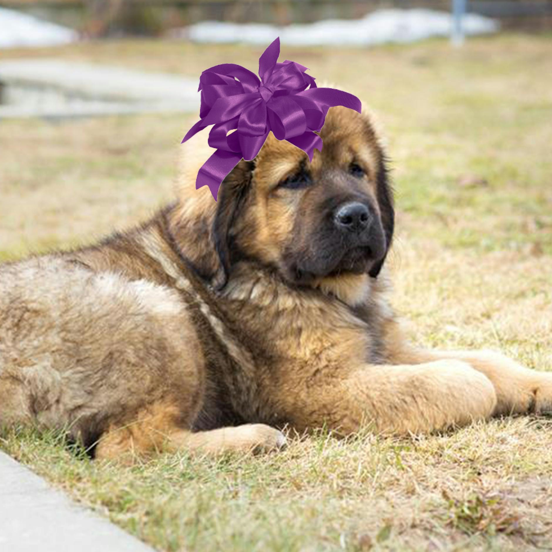 Image - Die teuersten Weihnachtsgeschenke aller Zeiten: Ein Hund für 1,5 Millionen Dollar