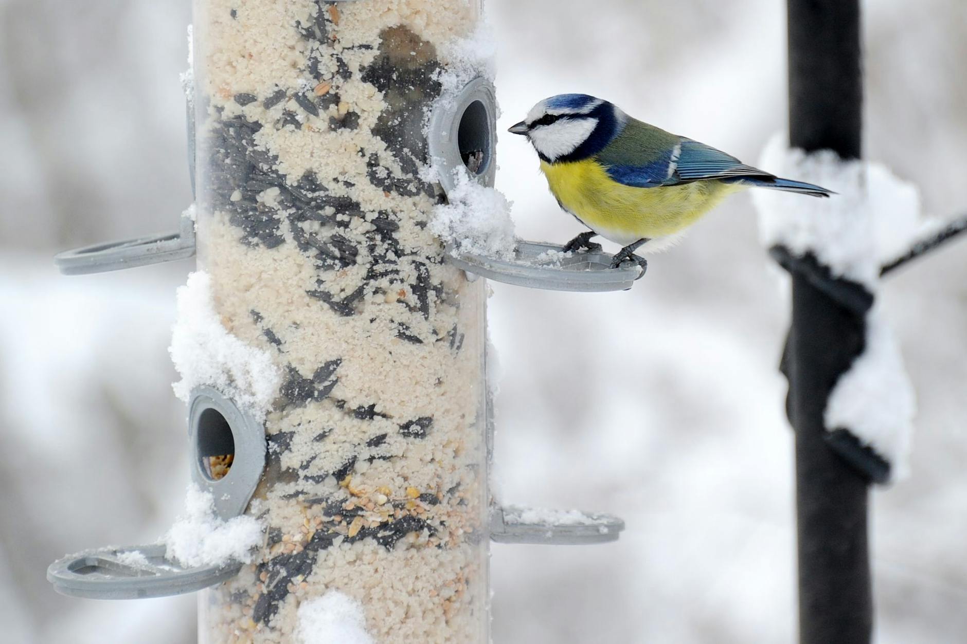 Wenn es sehr kalt ist und Schnee liegt, freuen sich die Vögel im Garten über Futter.