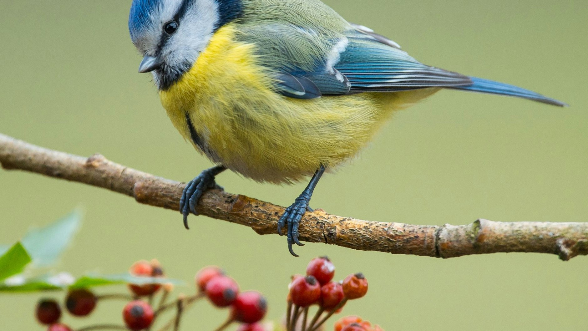 Gartenbesitzer können bereits auf kleinsten Flächen viel für den Vogelschutz leisten. In naturnahen Gärten dürfen im Herbst Gartenstauden, Altgras oder Disteln stehen bleiben.