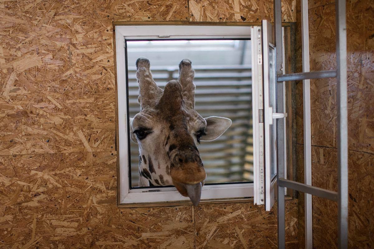 Der Zoo in Berlin-Mitte hat Futterspenden für Zoo-Tiere in die Ukraine geschickt.