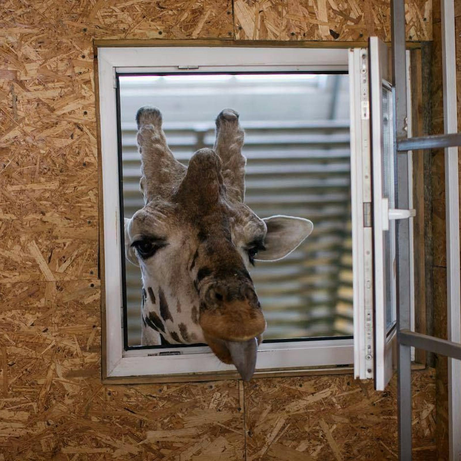 Image - Ukraine: Zoo Berlin schickt Futter im Wert von 30.000 Euro nach Kiew