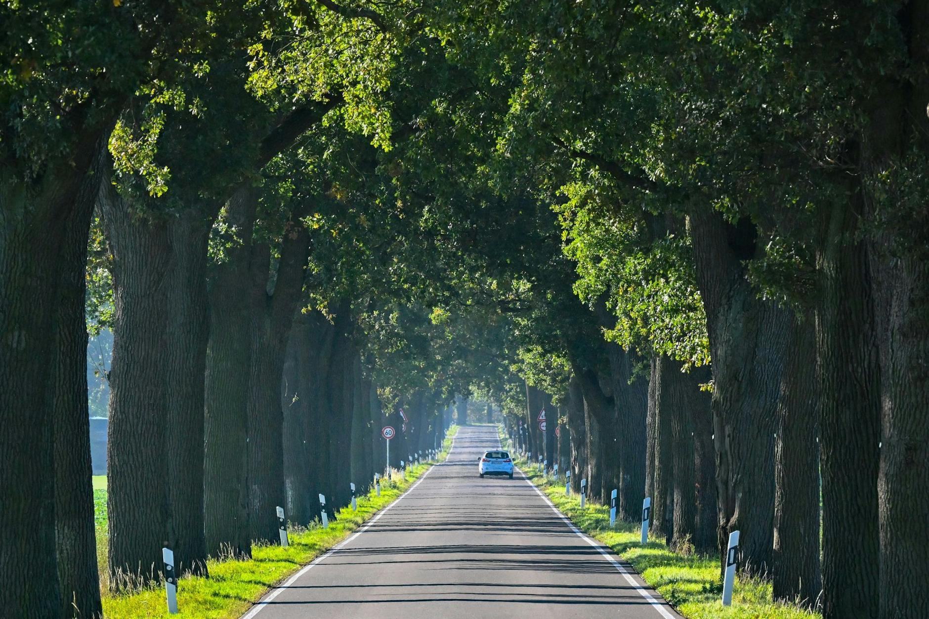 Ein Auto fährt eine Eichenallee entlang.