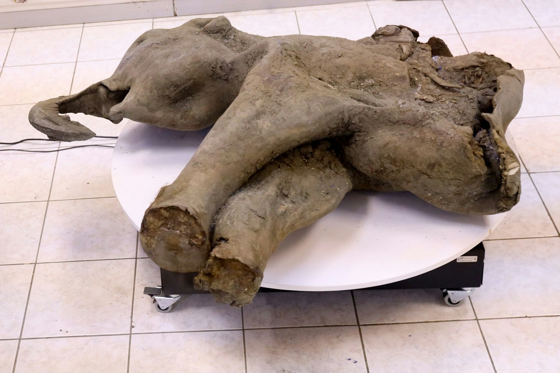Russische Forscher haben die außergewöhnlich gut erhaltenen Überreste eines rund 50.000 Jahre alten Mammut-Babys ausgegraben. 