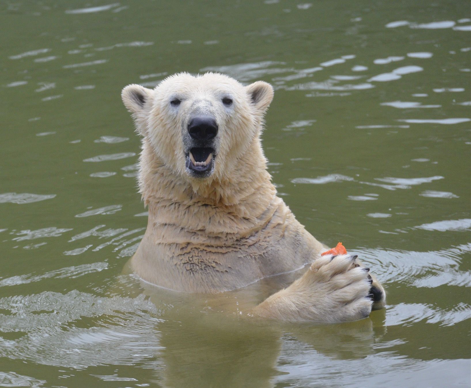 Image - Weihnachts-Hiobsbotschaft: Große Sorgen um Tierpark Berlin?