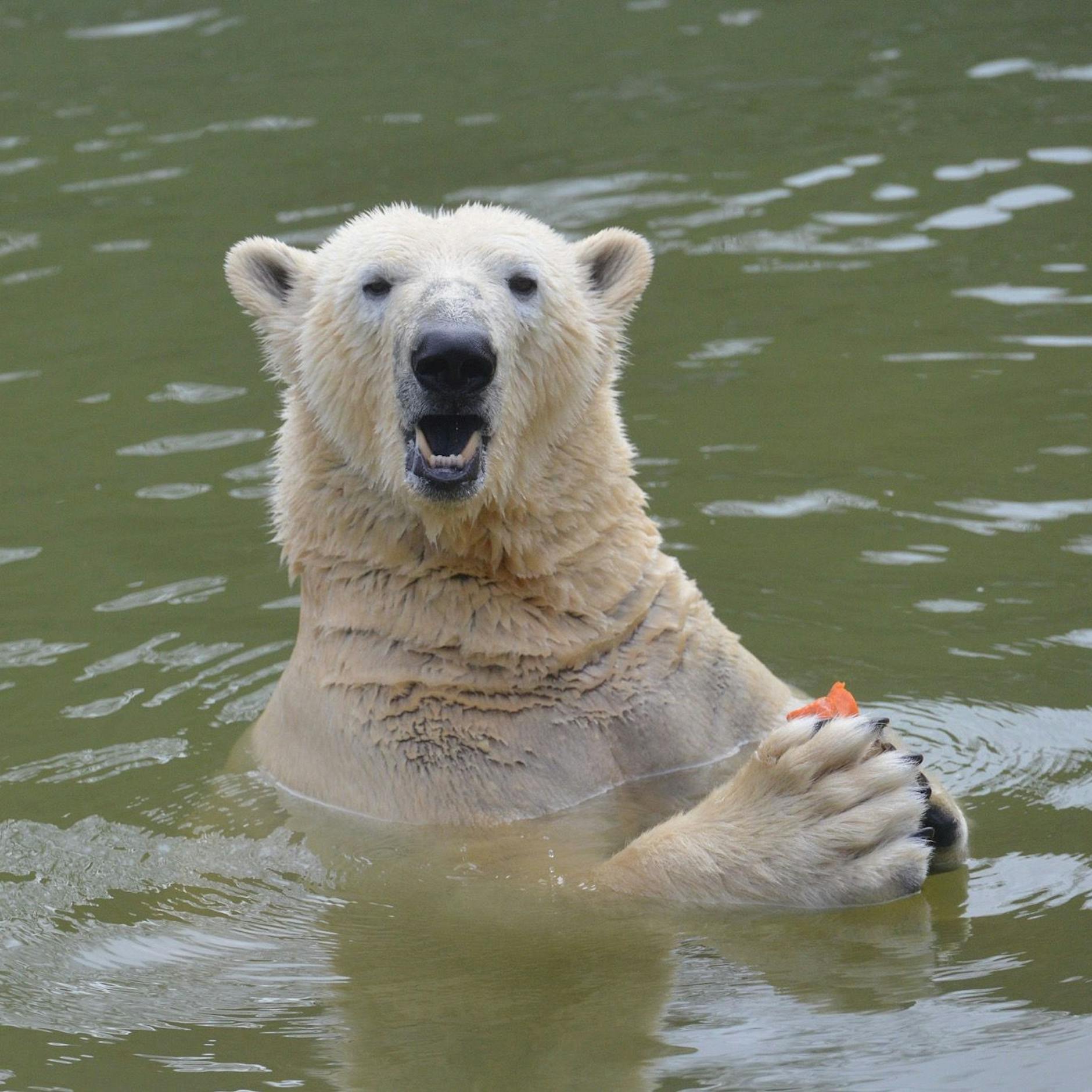 Weihnachts-Hiobsbotschaft: Große Sorgen um Tierpark Berlin?