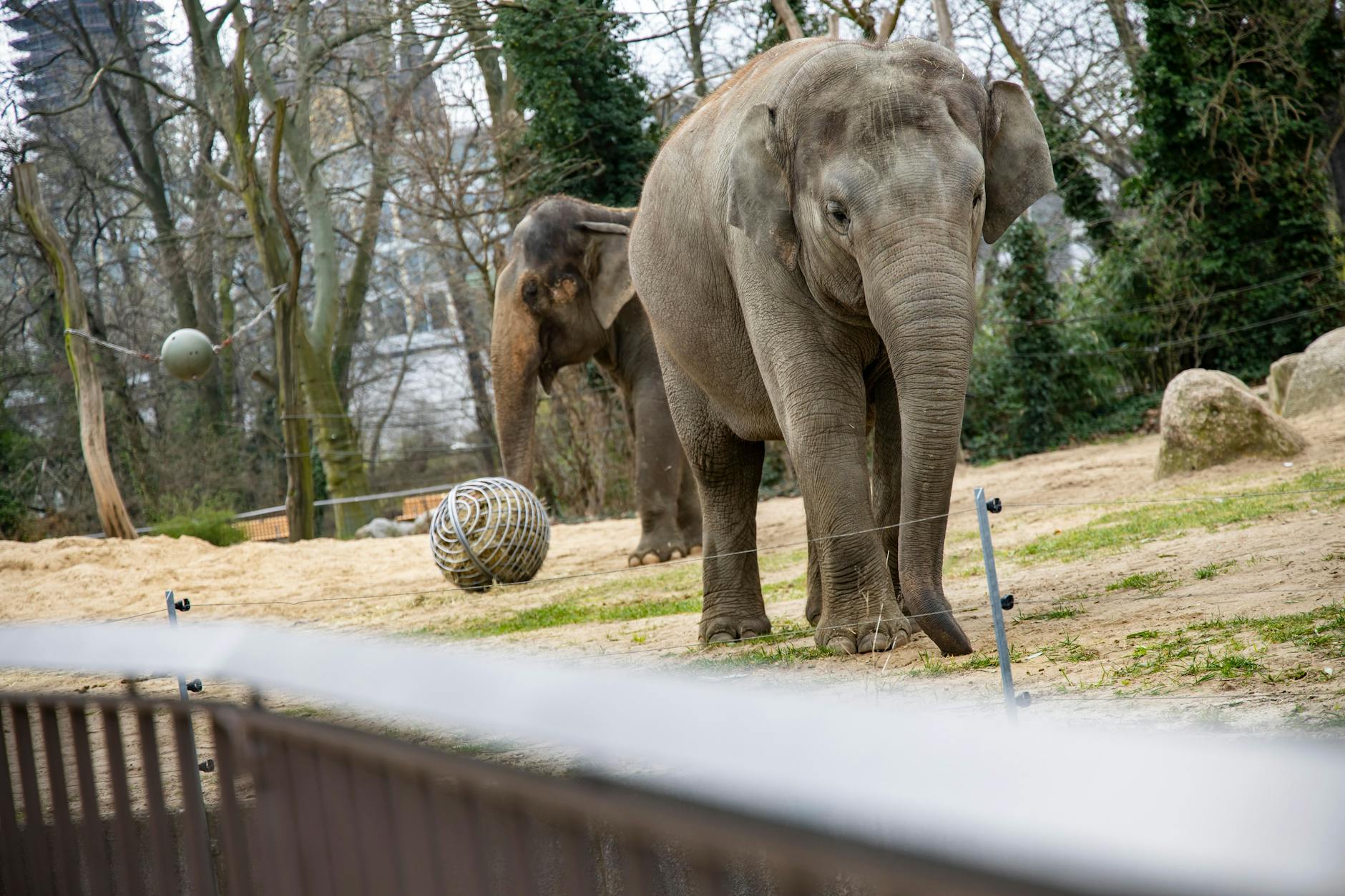 Elefanten im Elefantengehege im Zoo - sie ahnen nichts von der schwierigen wirtschaftlichen Lage.