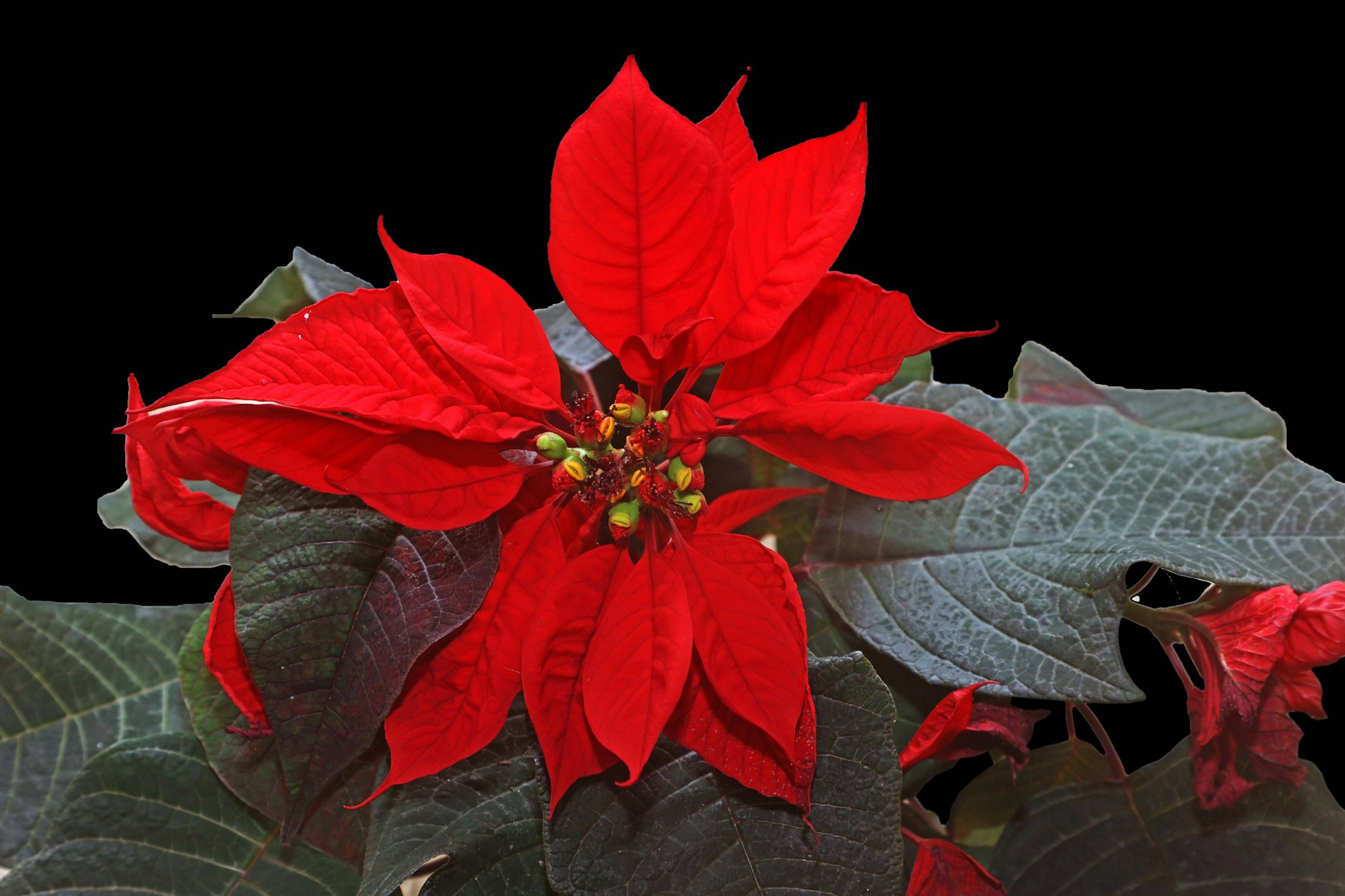 Feuerrot leuchtet der Weihnachtsstern. Aber wehe, er rollt die Blätter ein ...
