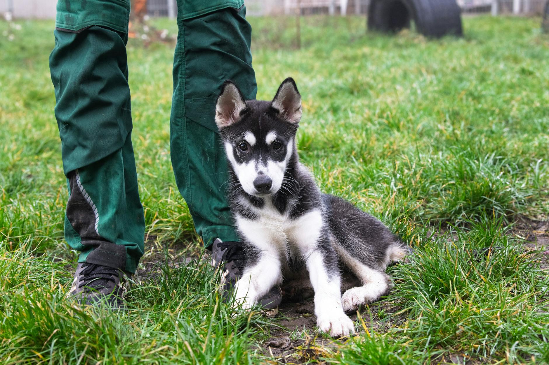 Über Weihnachten werden oft Tiere ausgesetzt – so auch dieser Huskywelpe.