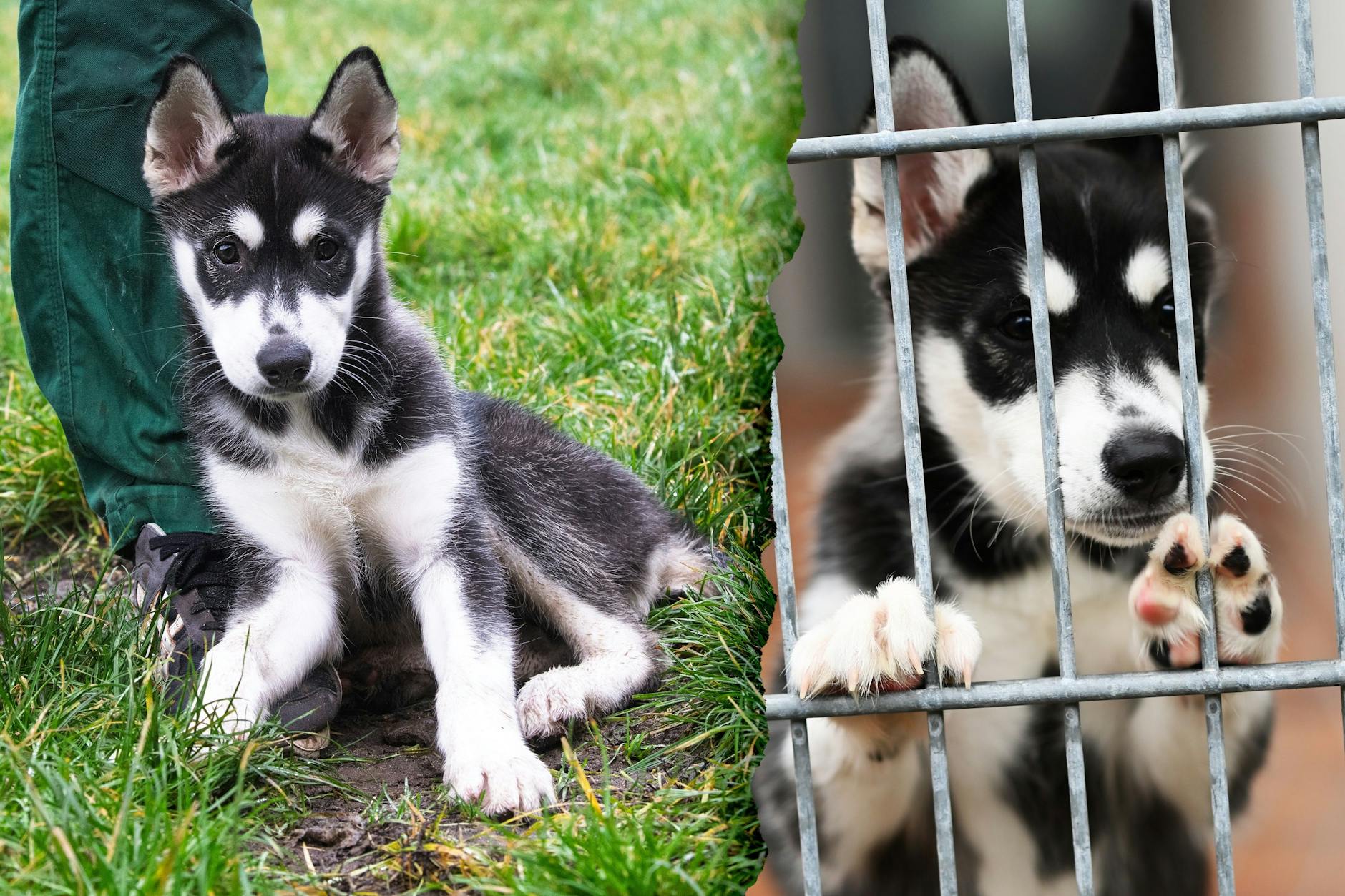 Dieser süße Husky wurde über Weihnachten in der S-Bahn in Berlin ausgesetzt.