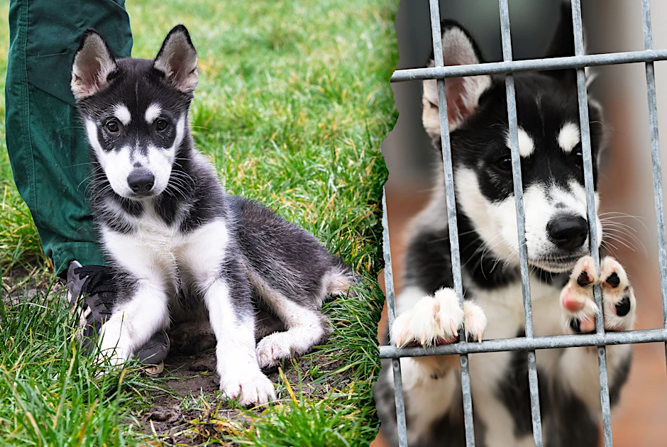 Dieser süße Husky wurde über Weihnachten in der S-Bahn in Berlin ausgesetzt.
