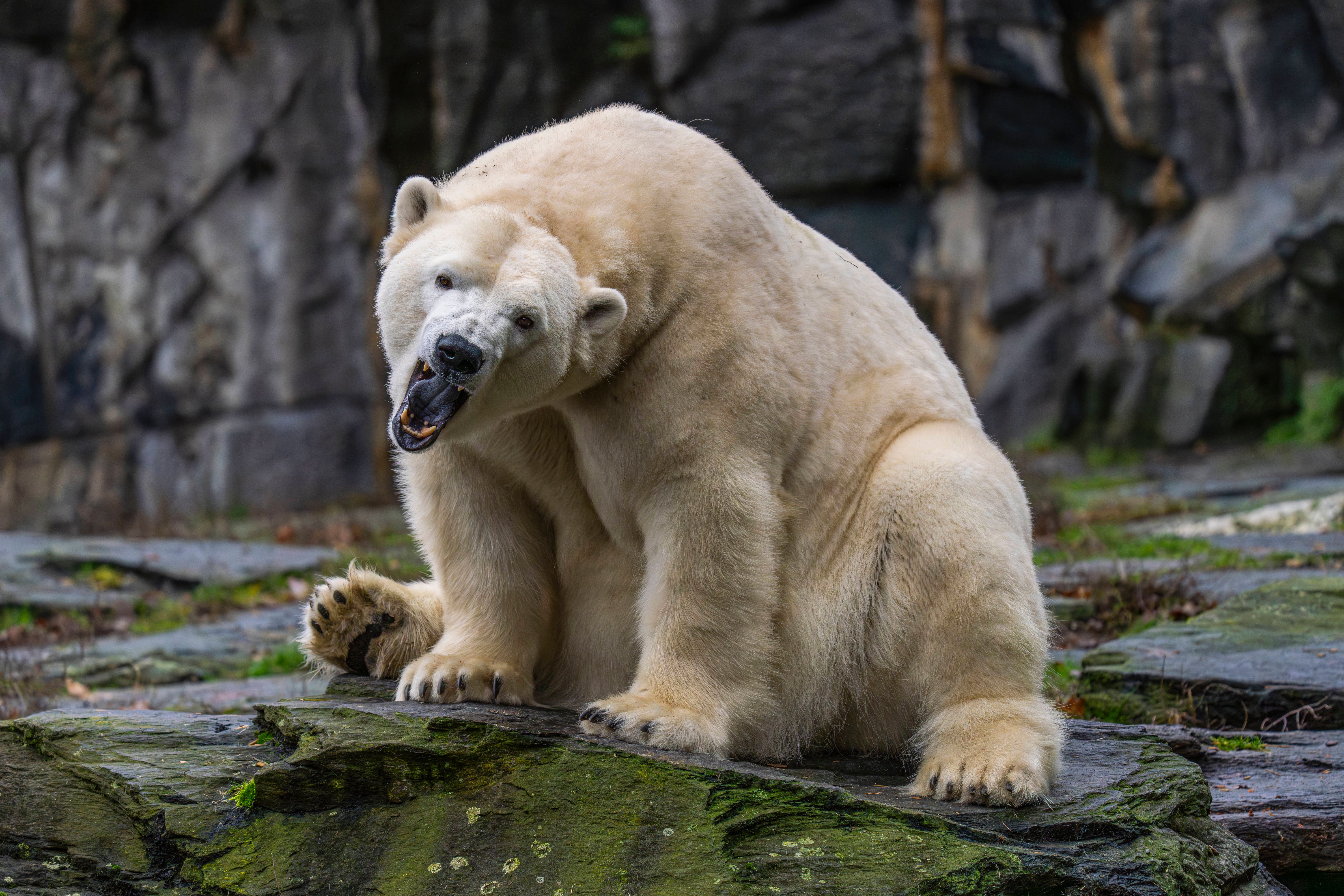Irrer Böller-Terror zu Silvester: Zoo-Tiere winseln und jaulen vor Angst