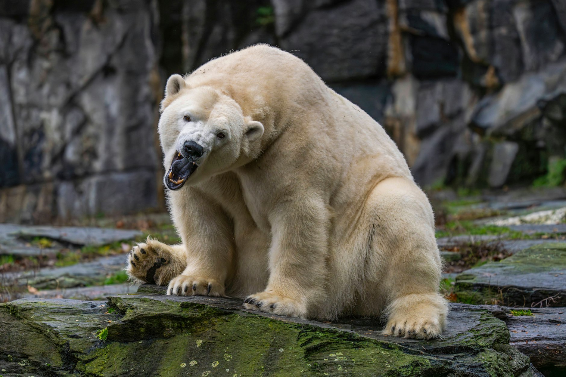 Auch der Eisbär kann den Böller-Terror nicht vertragen.