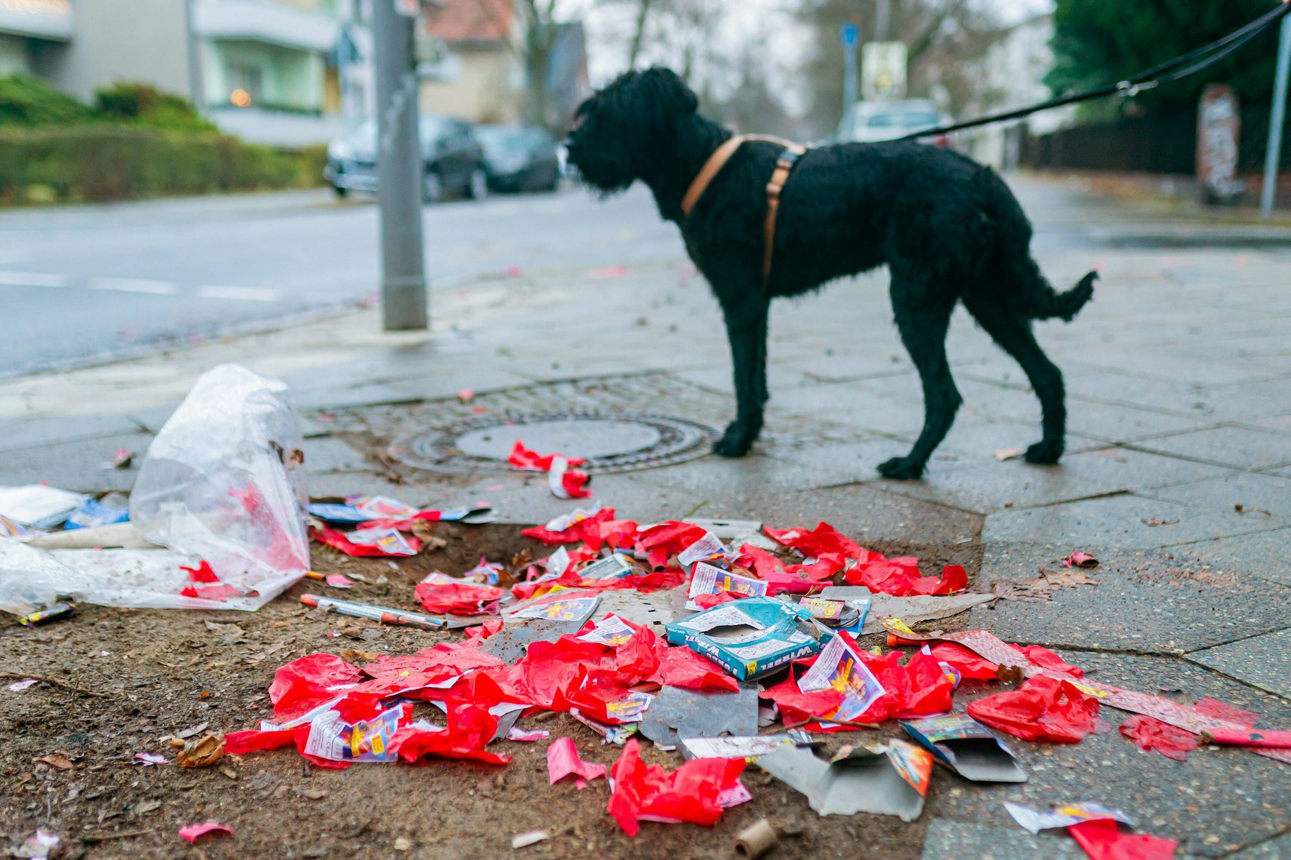 Hunde und Böller: Auch nach der Silvesternacht ist das eine schwierige Kombi.