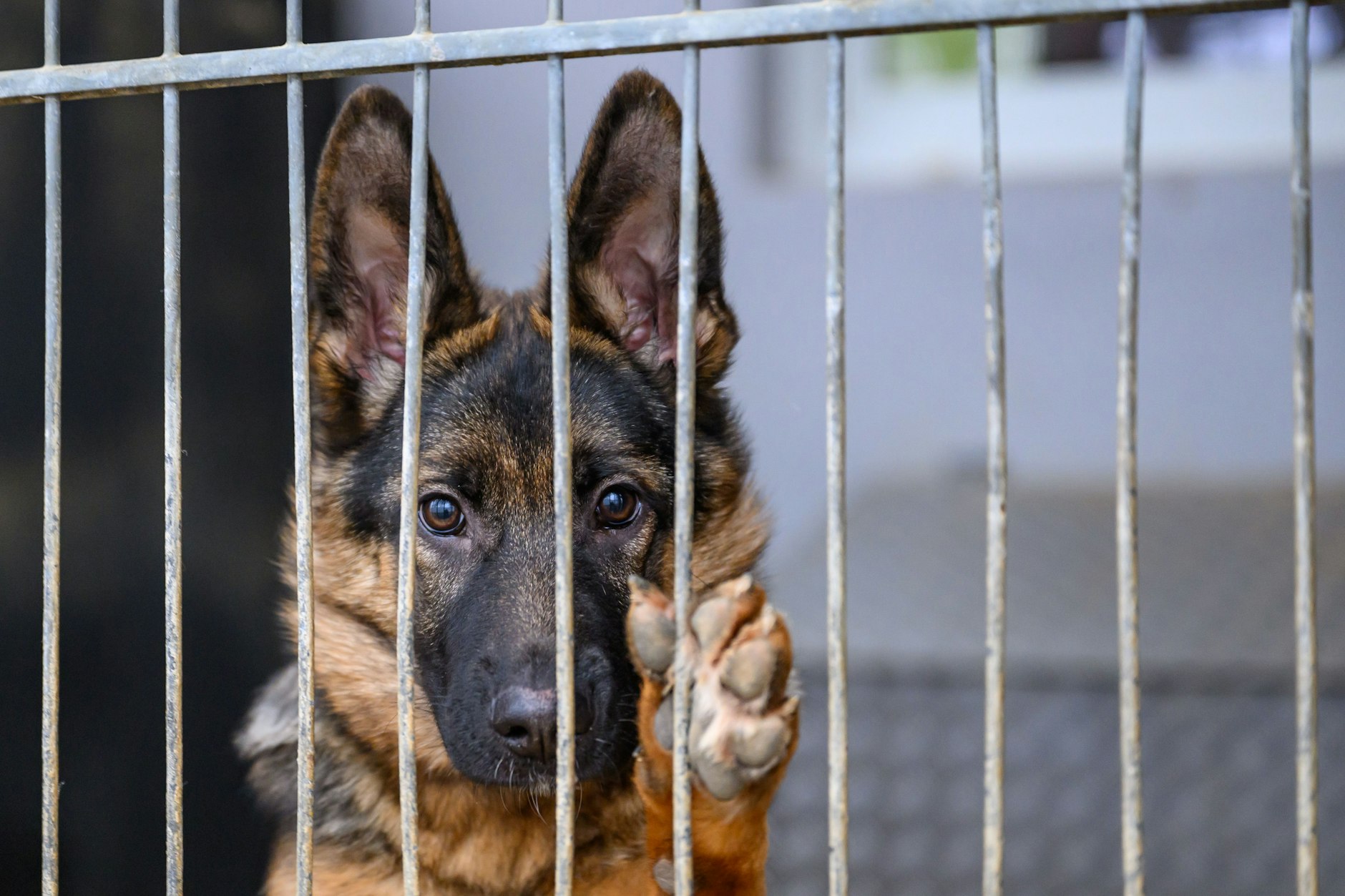 Ein Hund schaut durch das Gitter in ein einem Tierheim.