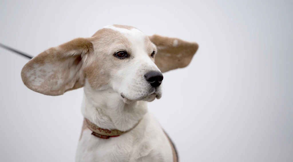 Köpeğim bana örnek, ben de rol model olmak istiyorum