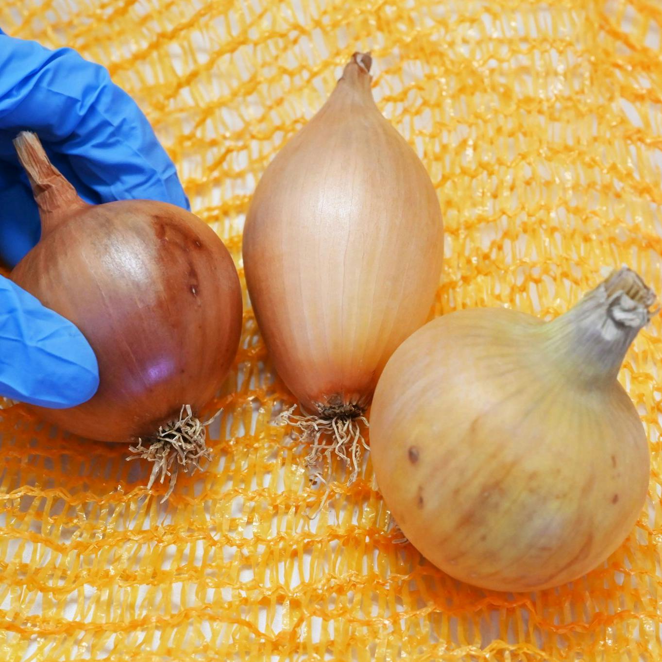 Zwiebeln fangen meist schon kurz nach dem Kauf an zu keimen.