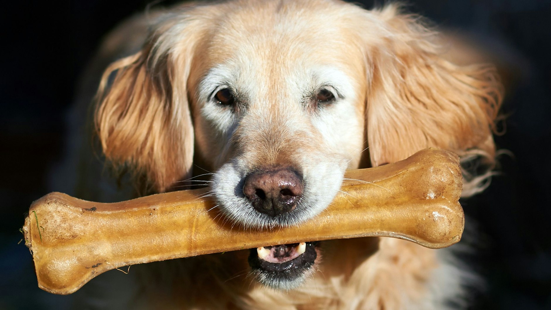 Hundebesitzer sollten genau aufpassen, welche Kauknochen sie ihrem Liebling geben.