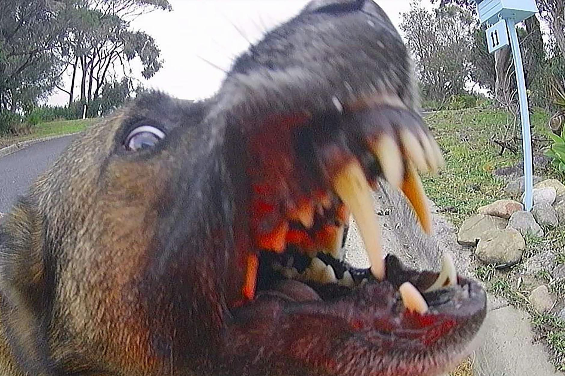 Plötzlich ist der sonst so brave Hund aggressiv! Experten fanden den Auslöser für dieses Werwolf-Syndrom.