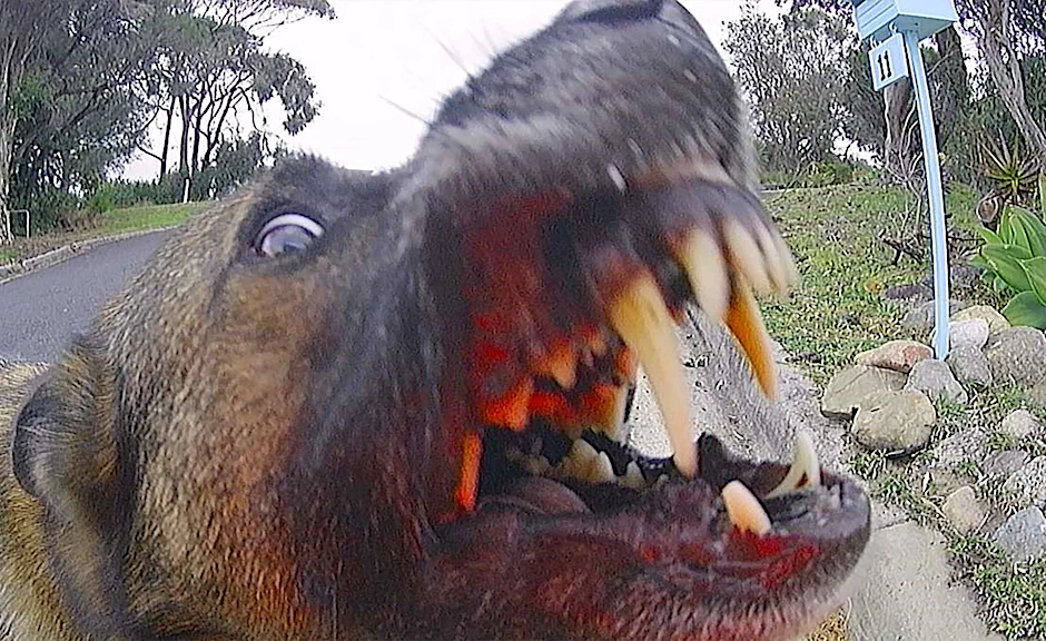 Plötzlich ist der sonst so brave Hund aggressiv! Experten fanden den Auslöser für dieses Werwolf-Syndrom.