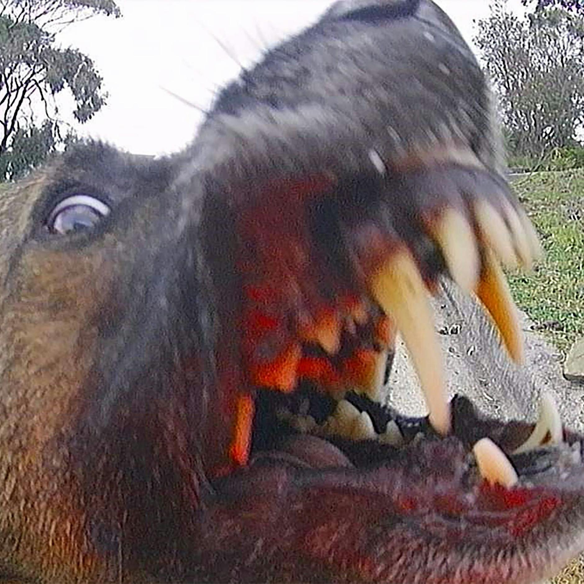 Werwolf-Syndrom: DIESE Kauknochen können für Ihren Hund tödlich sein!