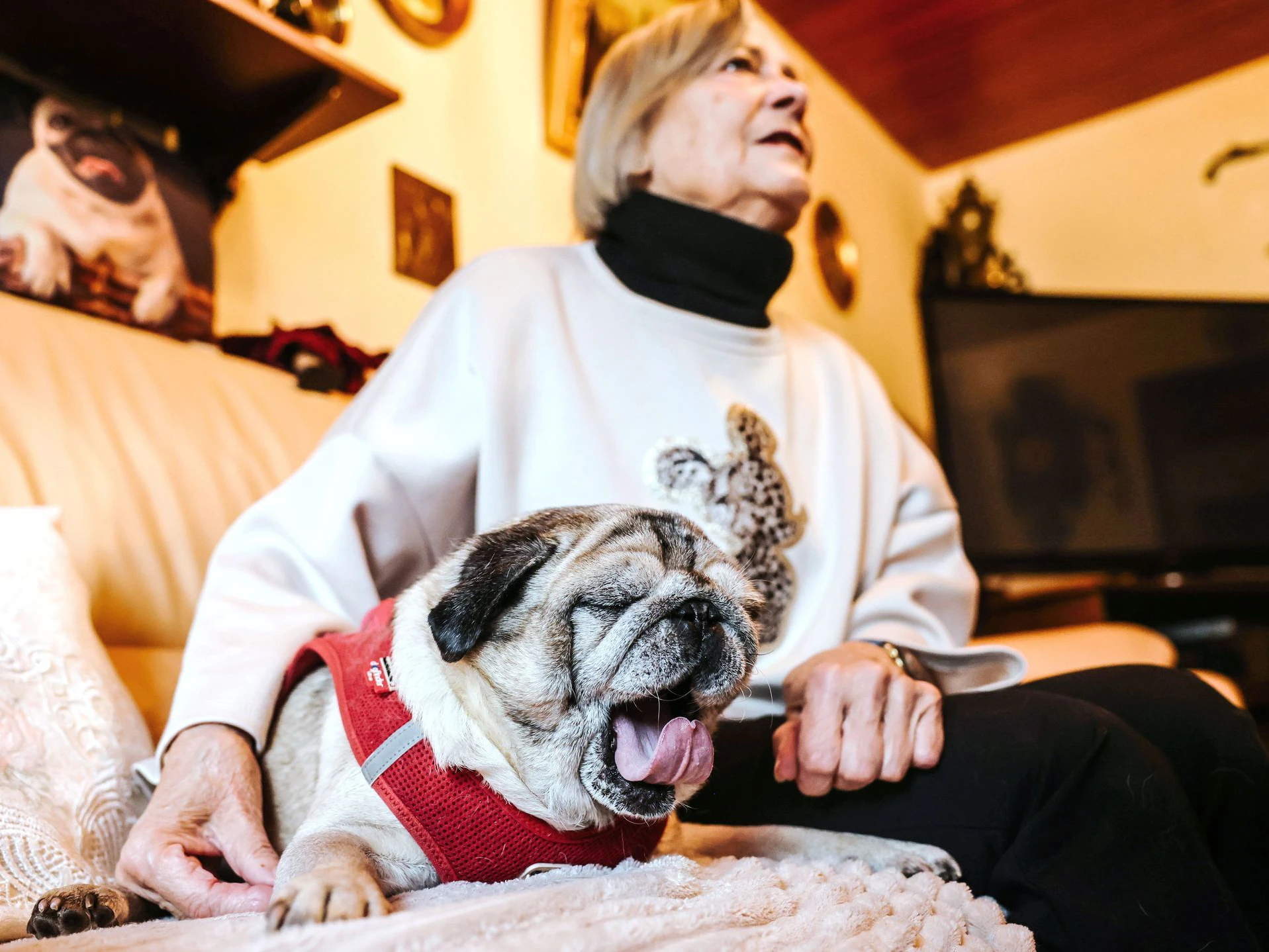 Viel liegen, wenig laufen: Der Mops Olli will immer in der Nähe von seinem Frauchen Ute Hausmann sein. 