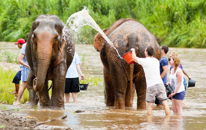 Urlaubs-Horror in Thailand: Elefant schlägt Touristin (22) mit Rüssel tot