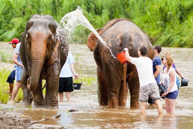 Elefantenbaden in Thailand: Dickhäuter abzuschrubben, gilt als eine Hauptattraktion für Touristen. In einem solchen Camp kam es nun zu einer tödlichen Tragödie.