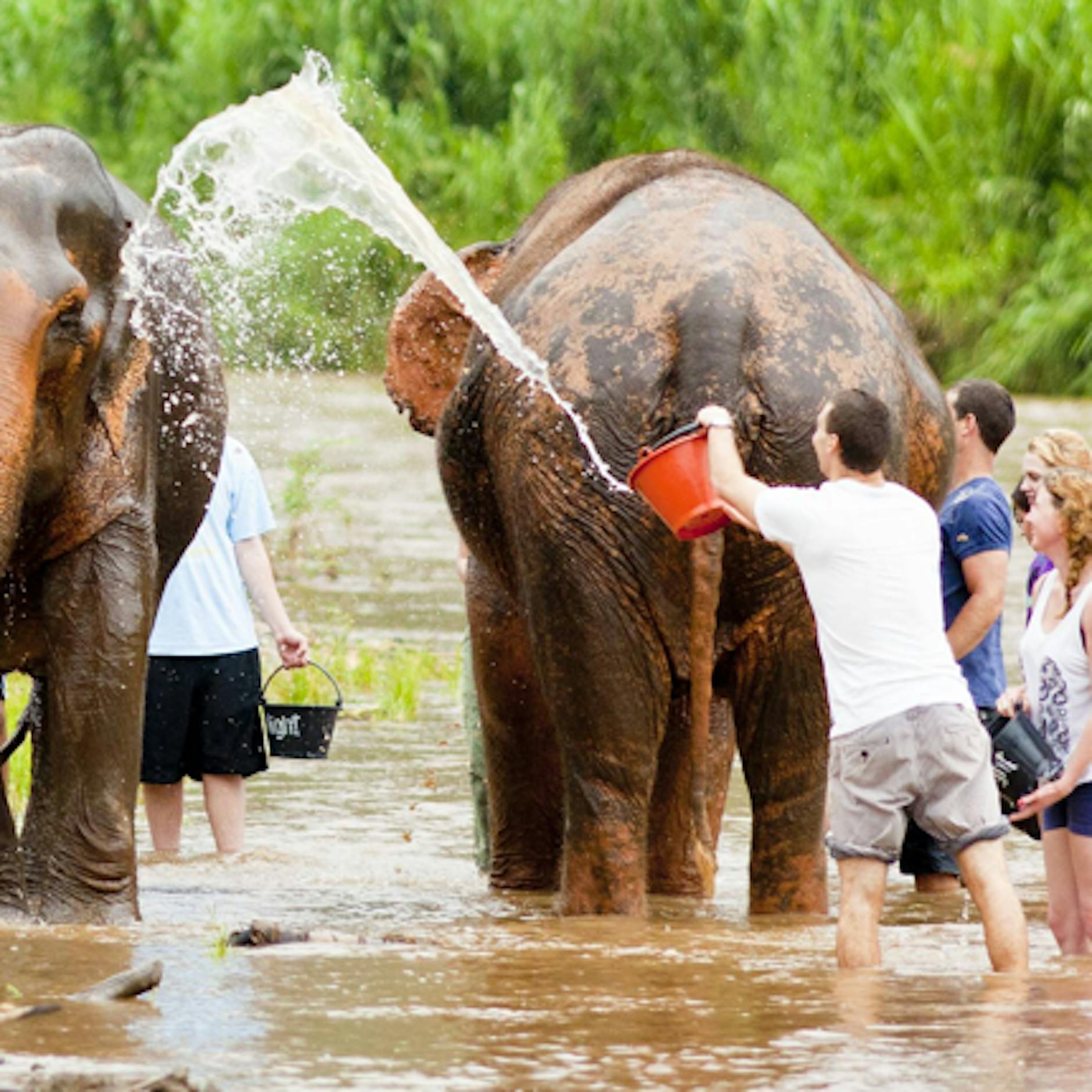Urlaubs-Horror in Thailand: Elefant schlägt Touristin (22) mit Rüssel tot