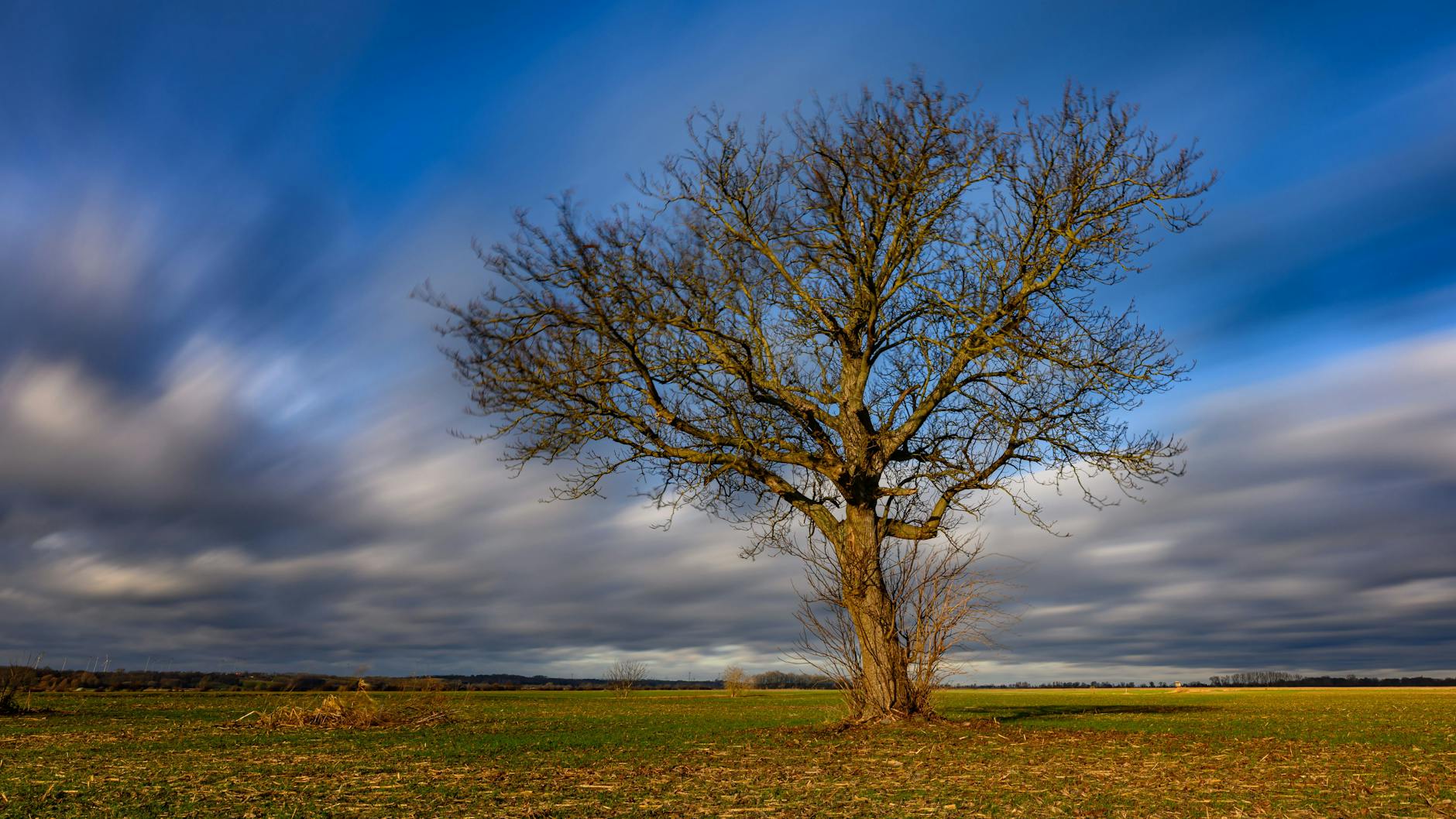 Ein blätterloser Baum steht auf freiem Feld. Am blauen Himmel ziehen graue Wolken vorbei.