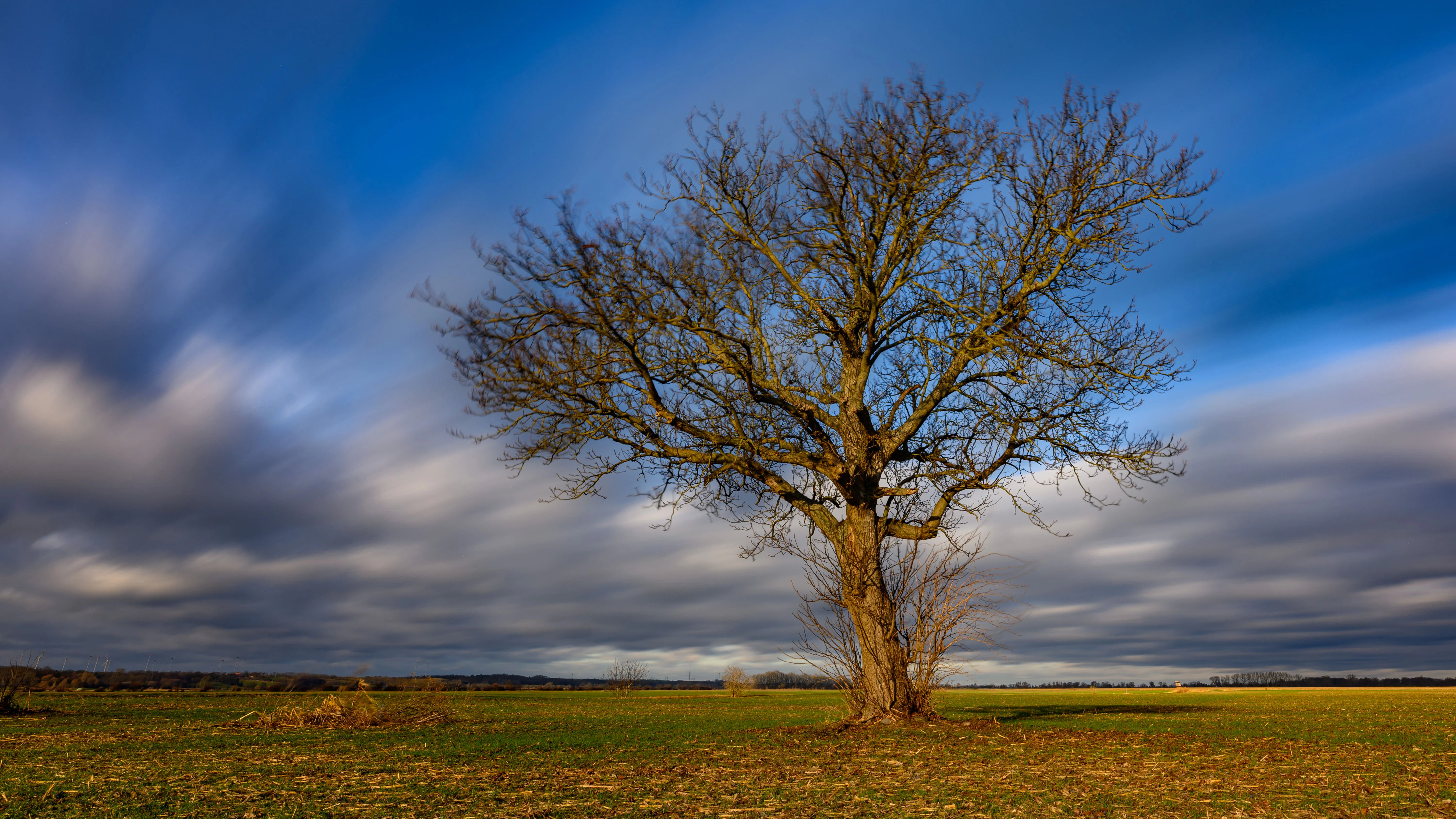 Ein blätterloser Baum steht auf freiem Feld. Am blauen Himmel ziehen graue Wolken vorbei.