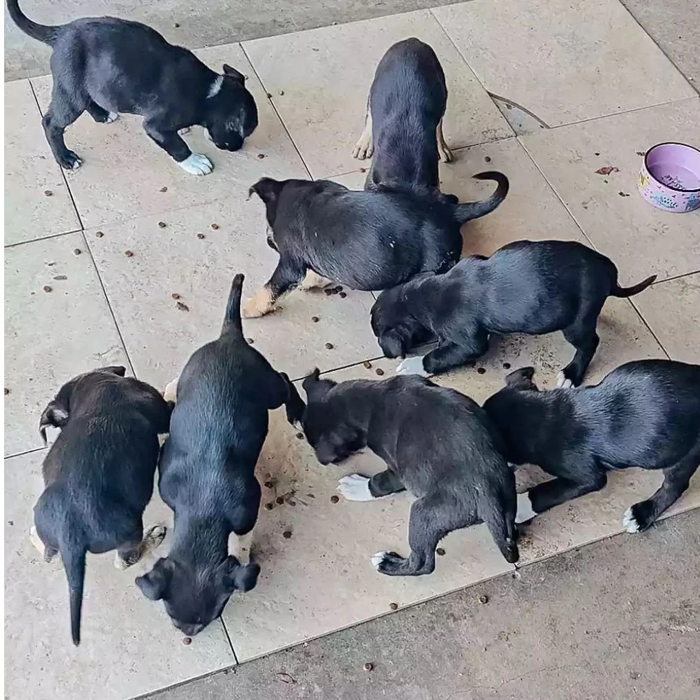 Die Welpen werden jetzt im Tierheim aufgepäppelt und können bald an liebevolle Besitzer abgegeben werden.