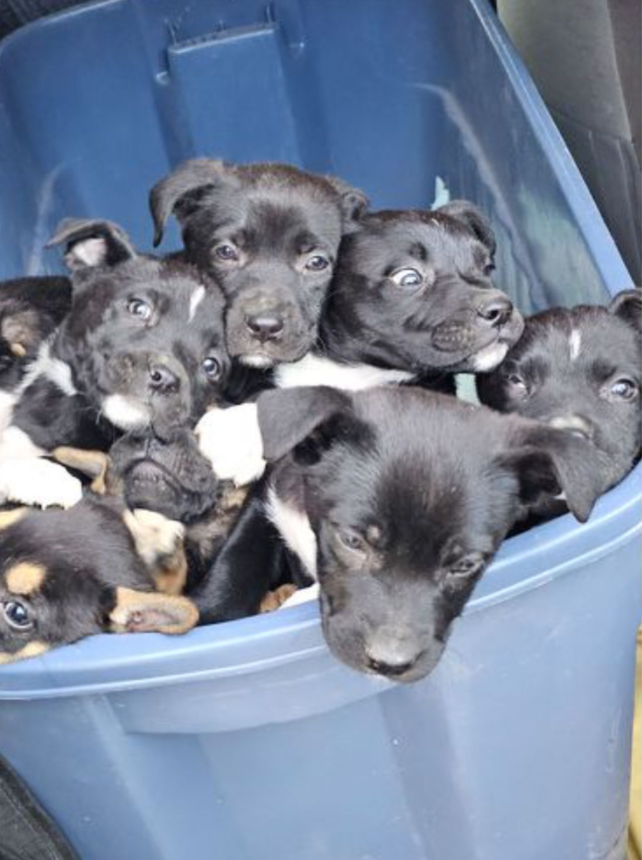 Hund spürt acht ausgesetzte Welpen auf und rettet sie vor dem Kältetod