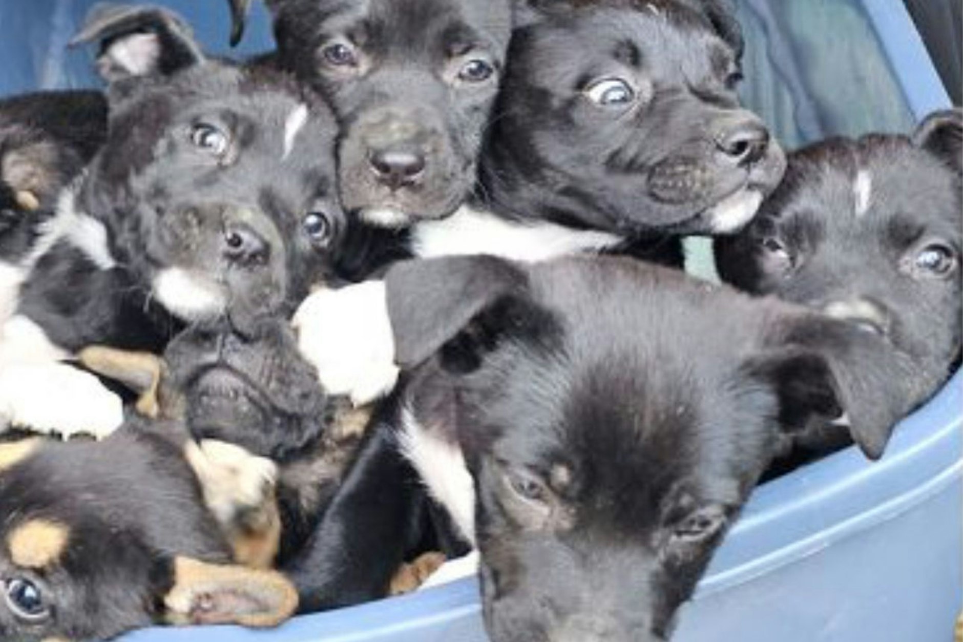 Acht ausgesetzte Welpen wurden gerettet.