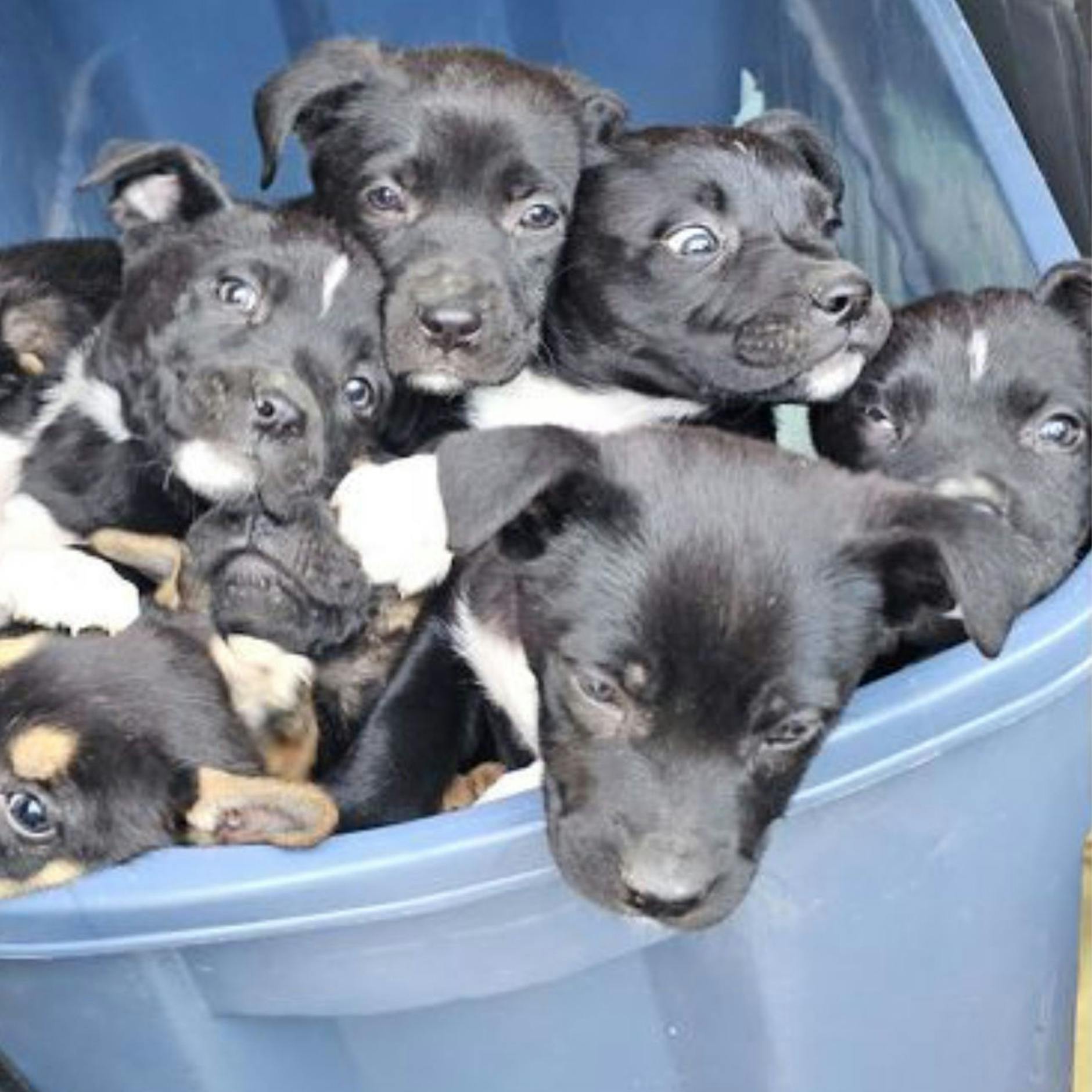Hund spürt acht ausgesetzte Welpen auf und rettet sie vor dem Kältetod