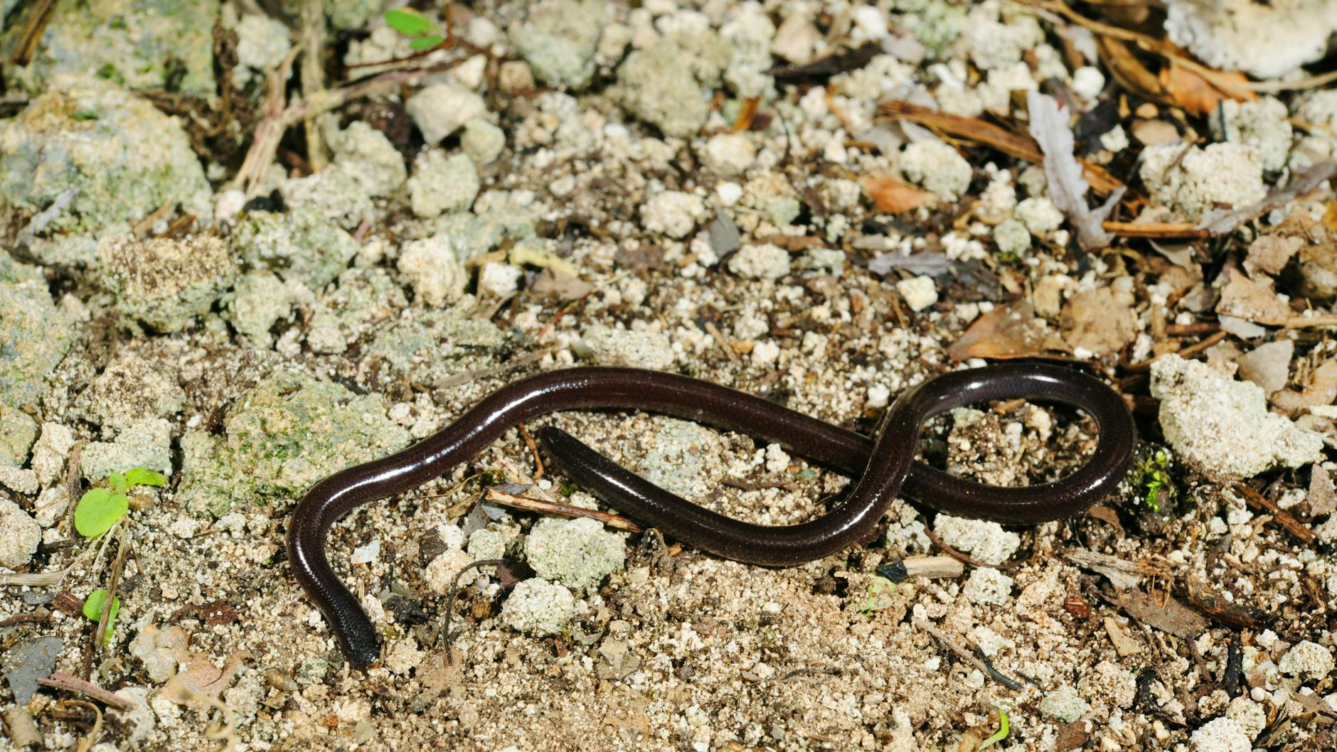 Die Blumentopfschlange hat sich auf nahezu allen Kontinenten niedergelassen – ist aber für den Menschen zum Glück ungefährlich. „Wer wird Millionär?“ macht das Tier jetzt berühmt.
