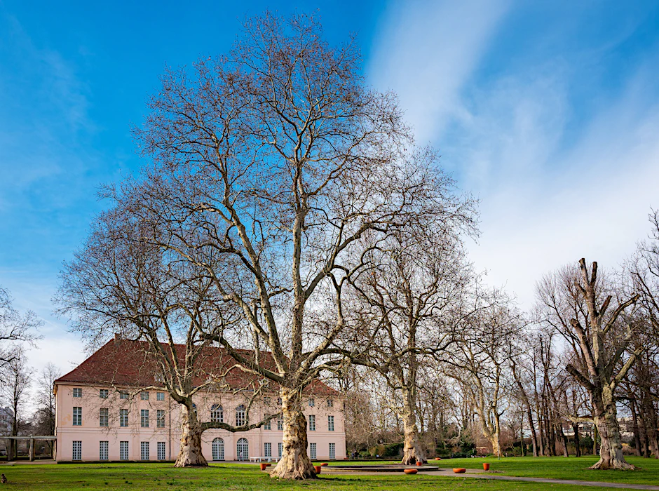 Bäume vor dem Schloss Niederschönhausen.