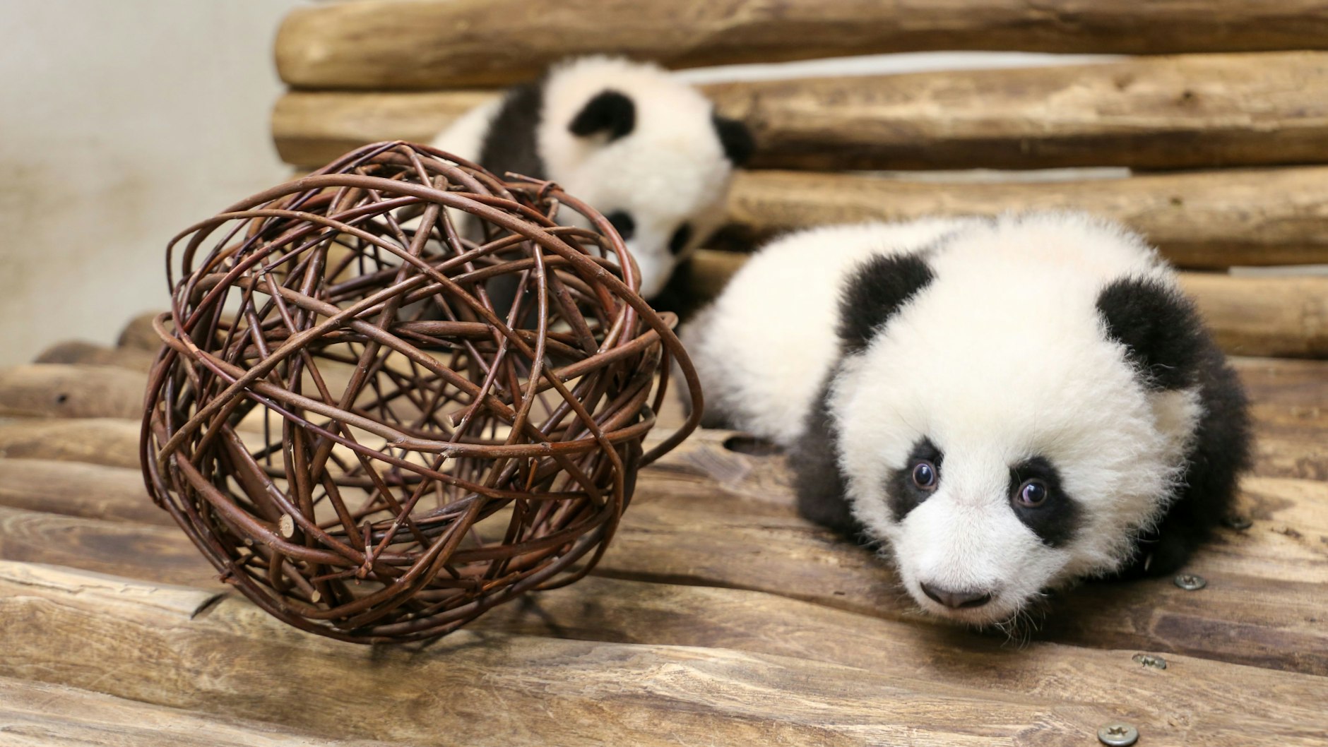 Ran an den Ball: Zoo-Besucher können nun den Panda-Nachwuchs Leni und Lotti erstmals zusammen erleben.
