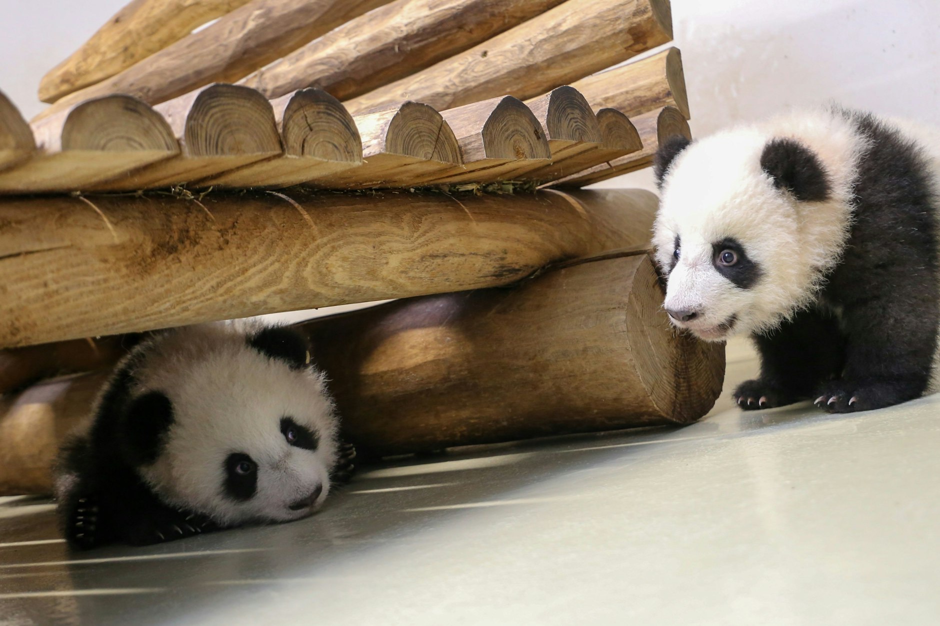 Das Versteckspiel unter dem Bett klappt bei den Panda-Zwillingen Leni und Lotti schon recht gut.