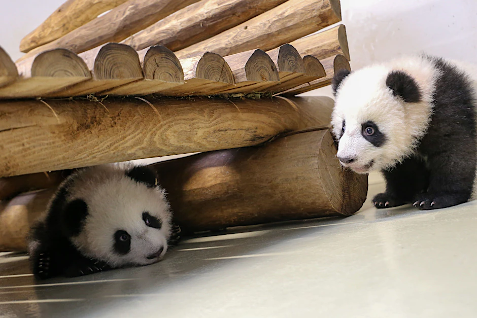 Das Versteckspiel unter dem Bett klappt bei den Panda-Zwillingen Leni und Lotti schon recht gut.