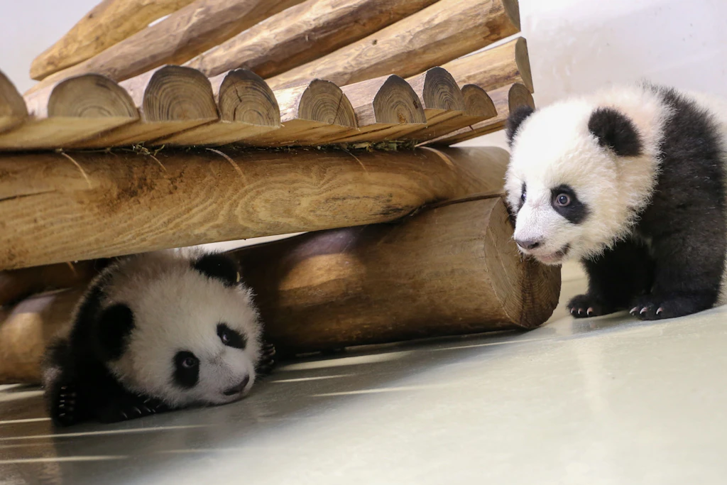 Panda-Babys Leni und Lotti: Zoo-Besucher sehen jetzt die süßeste Krabbelgruppe Berlins