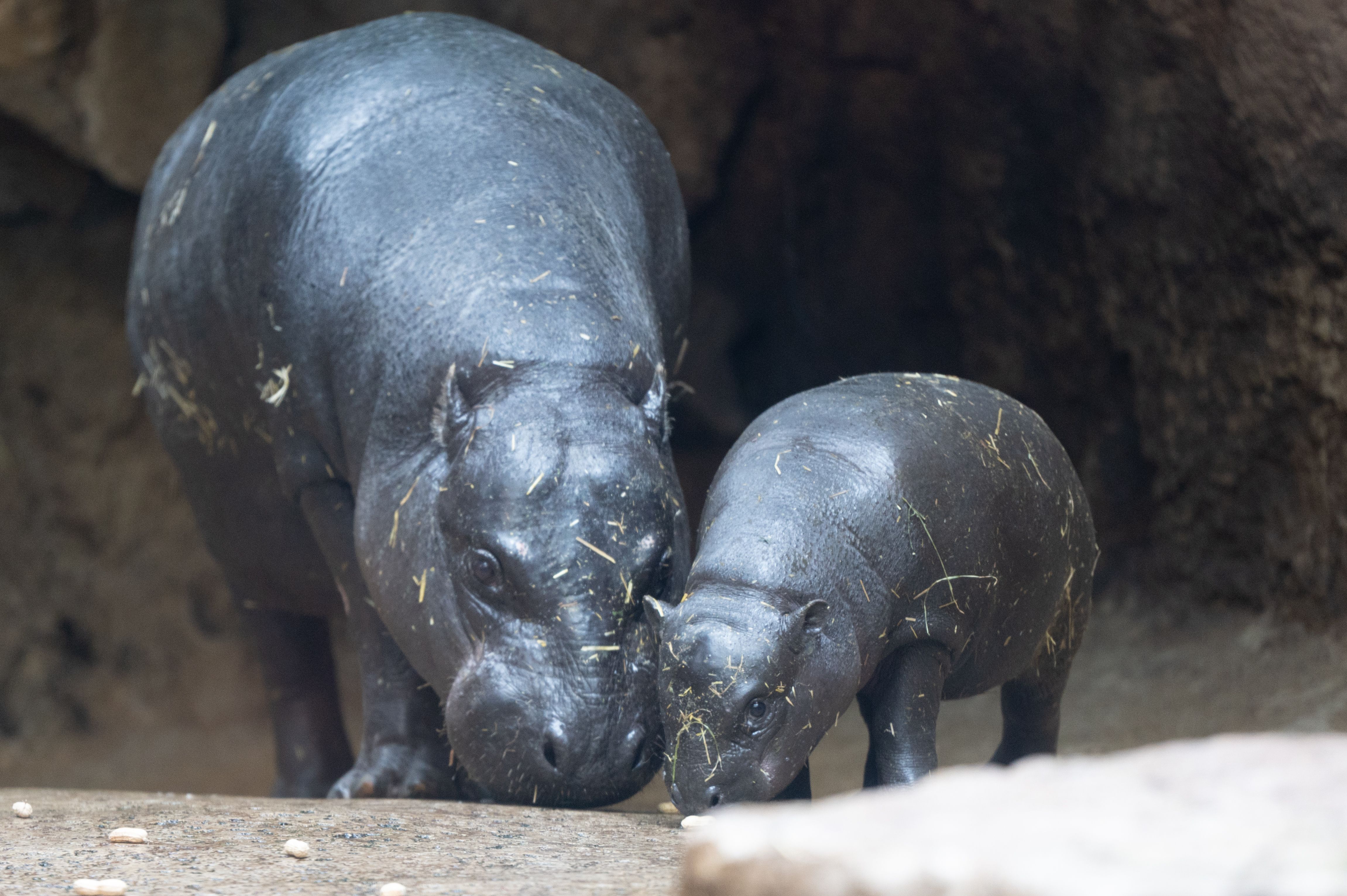 Image - Baby-Hippo Toni stiehlt Herzen – aber diesmal stiehlt Mama ihm die Schau