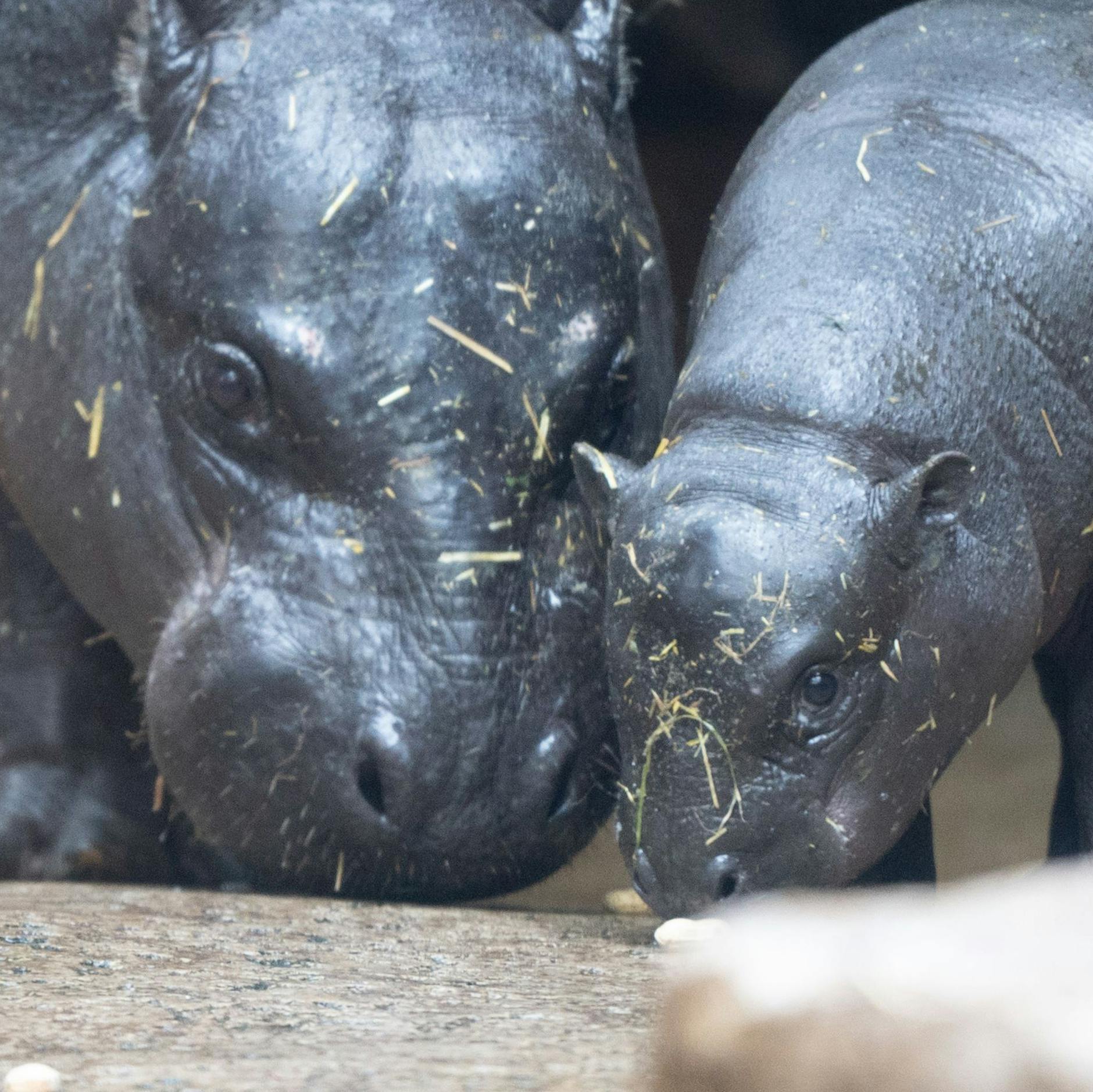 Baby-Hippo Toni stiehlt Herzen – aber diesmal stiehlt Mama ihm die Schau
