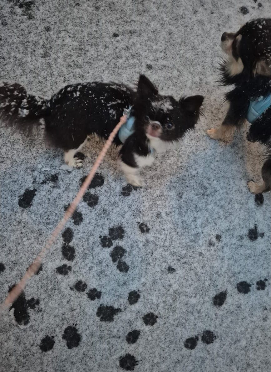 Schneeflöckchen, Weißpfötchen! Der Schnee ist wohl ein Winterspaß für alle Berliner Fellnasen!