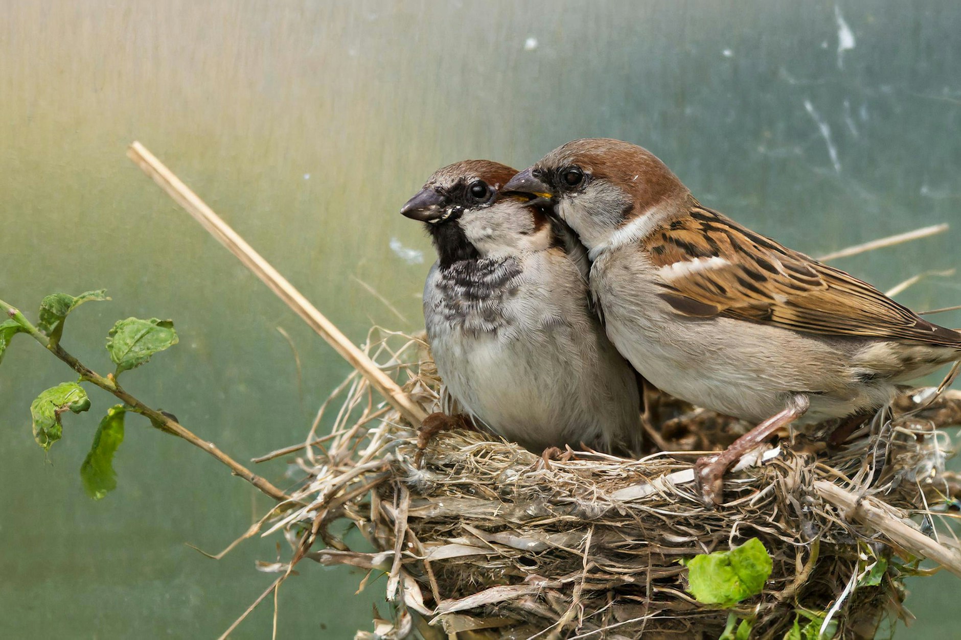 Ein Haussperlingpaar, Passer domesticus, in seinem Nest beim Brüten