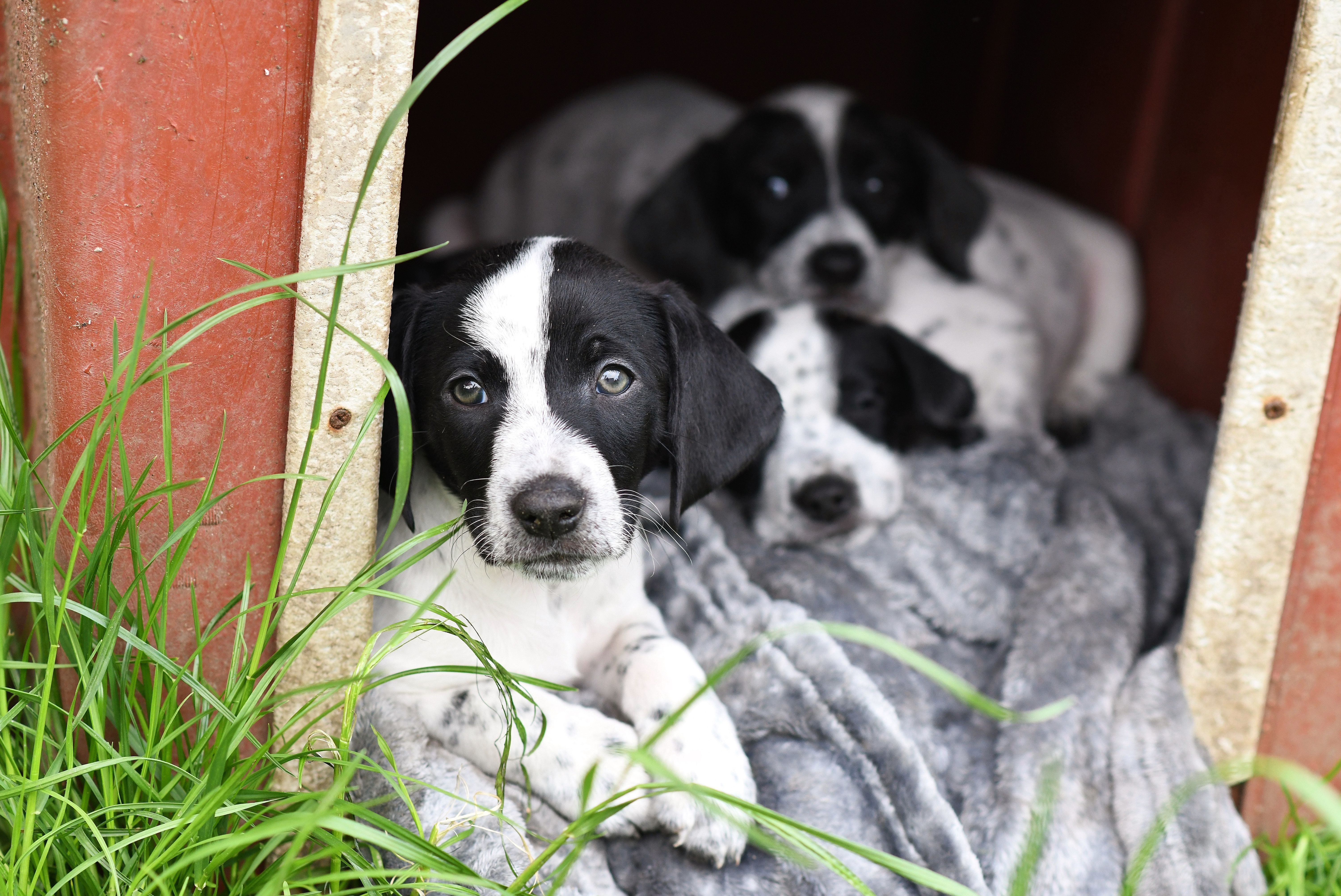 Image - Hunde-Babys im Bordell: Die grausamen Praktiken der Welpen-Mafia in Berlin
