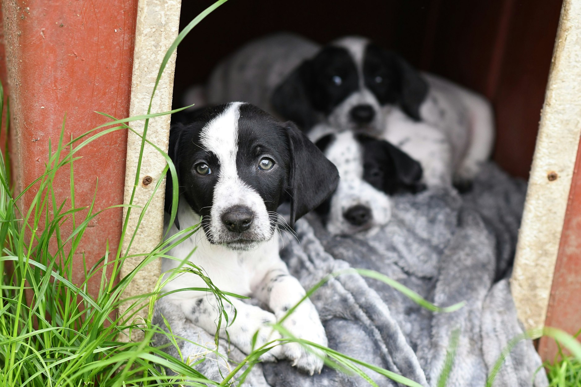 Erst drei Wochen alt: Diese Jack-Russel-Mix-Welpen wurden von der Mafia aus Osteuropa zum Verkauf nach Berlin geschmuggelt. Die Strapazen, die diese Tiere durch den Transport erleiden müssen, ist den Händlern egal.
