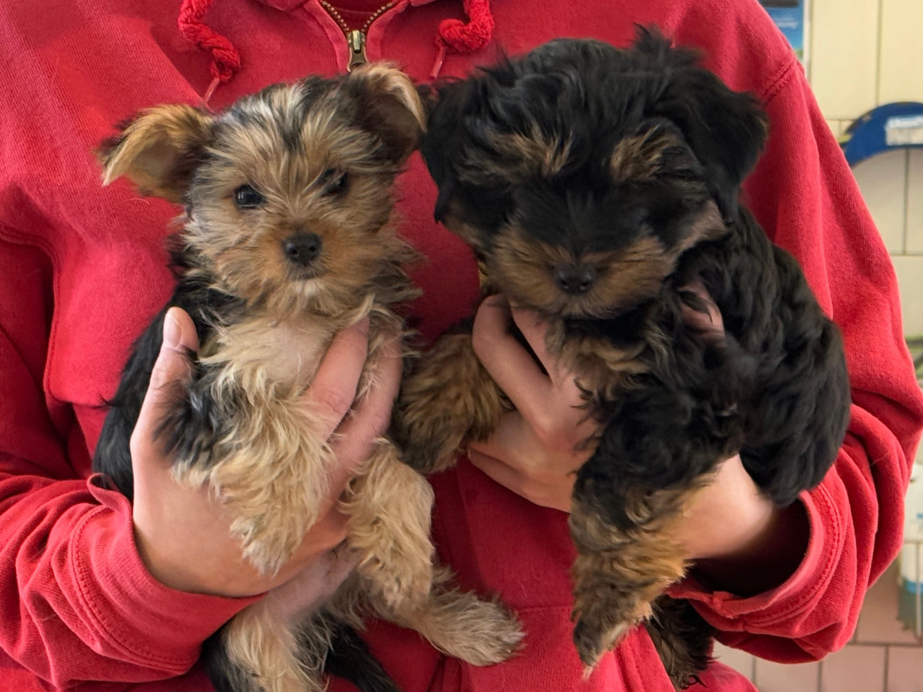 Zwei der sechs extra klein gezüchteten Yorkshire-Terrier-Welpen, die in einem Bordell versteckt wurden.